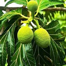 African Breadfruit